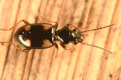 <i>Bembidion quadrimaculatum</i>