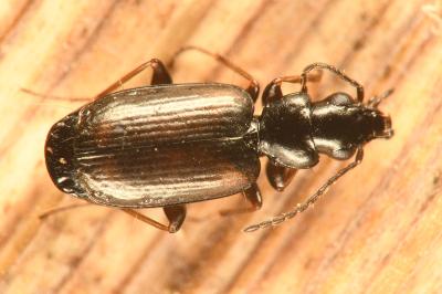 <i>Syntomus obscuroguttatus</i>