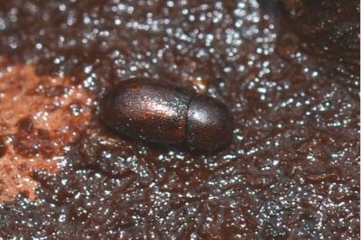 <i>Cis castaneus</i>