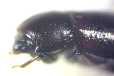 <i>Cis castaneus</i>