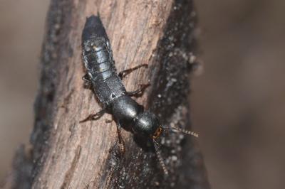 <i>Ocypus aethiops</i>
