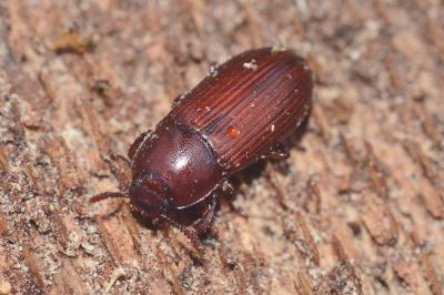 <i>Uloma culinaris</i>