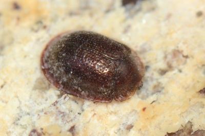 <i>Thymalus limbatus</i>