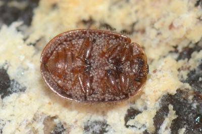 <i>Thymalus limbatus</i>
