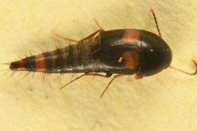 <i>Sepedophilus bipustulatus</i>
