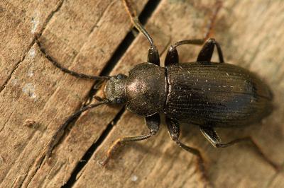 <i>Stenomax aeneus</i>