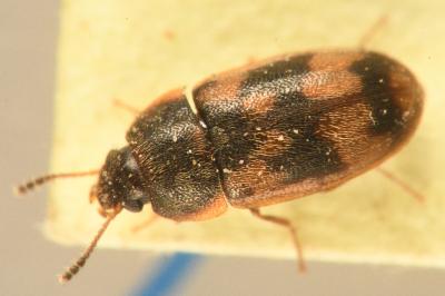 <i>Litargus connexus</i>