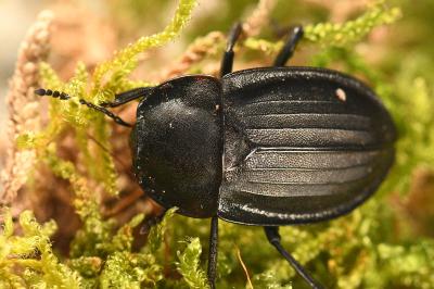 <i>Silpha carinata</i>