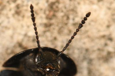<i>Silpha carinata</i>