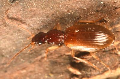 <i>Oxypselaphus obscurus</i>