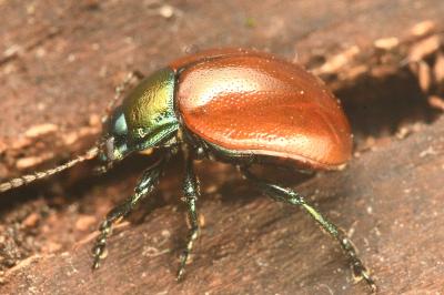 <i>Chrysolina polita</i>