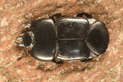 Hololepta plana