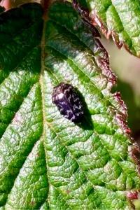 <i>Trachys minutus</i>