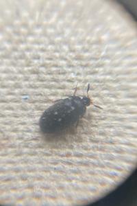 <i>Attagenus pellio</i>