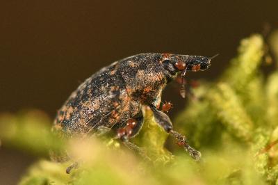<i>Larinus turbinatus</i>