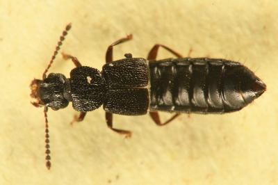<i>Anotylus rugosus</i>