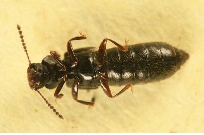<i>Anotylus rugosus</i>