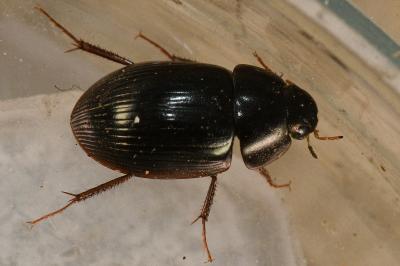 <i>Hydrobius fuscipes</i>