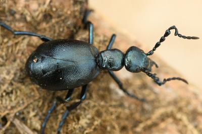 <i>Meloe violaceus</i>