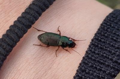 <i>Harpalus</i>