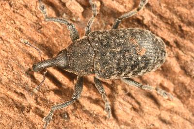 <i>Larinus carlinae</i>