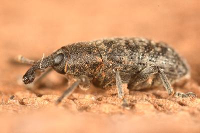 <i>Larinus carlinae</i>