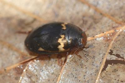 <i>Agabus undulatus</i>
