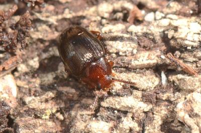 <i>Scaphidema metallica</i>