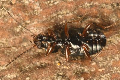 <i>Bembidion biguttatum</i>