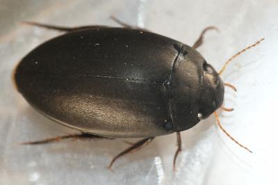 <i>Agabus bipustulatus</i>