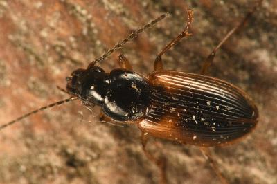 <i>Stenolophus mixtus</i>