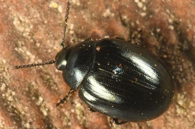 <i>Phaedon armoraciae</i>