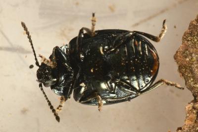<i>Phaedon armoraciae</i>