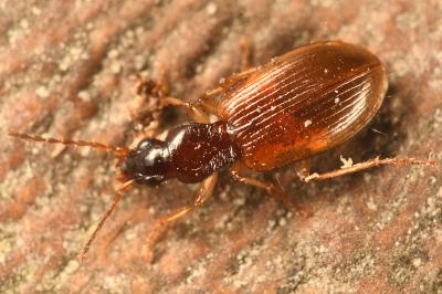 <i>Oxypselaphus obscurus</i>