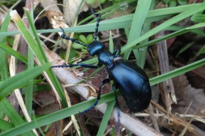 <i>Meloe violaceus</i>
