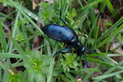 <i>Meloe violaceus</i>
