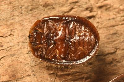 <i>Thymalus limbatus</i>