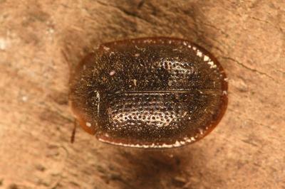 <i>Thymalus limbatus</i>