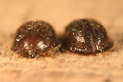 <i>Thymalus limbatus</i>