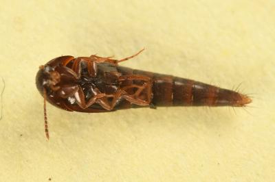 <i>Sepedophilus marshami</i>