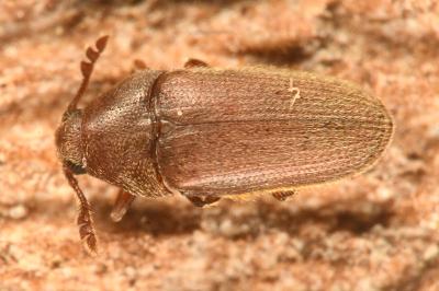 <i>Trixagus leseigneuri</i>