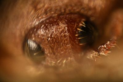 <i>Trixagus leseigneuri</i>