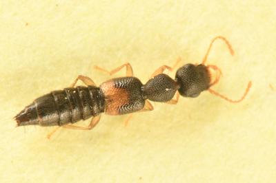 <i>Astenus misellus</i>
