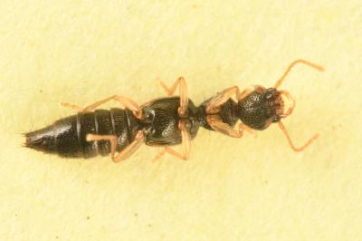 <i>Astenus misellus</i>
