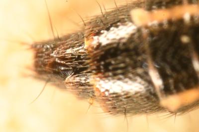 <i>Astenus misellus</i>