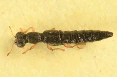 <i>Stenus flavipes</i>
