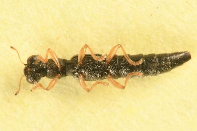 <i>Stenus flavipes</i>