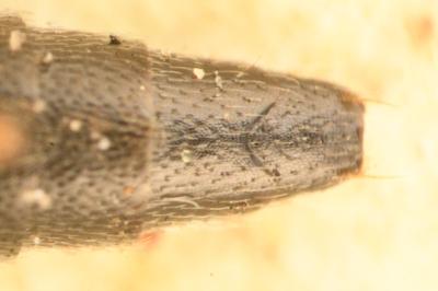<i>Stenus flavipes</i>