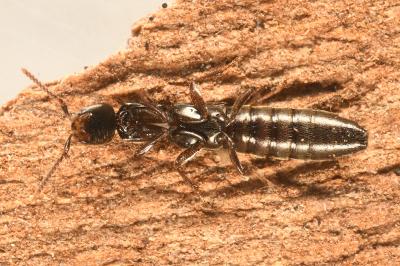 <i>Xantholinus longiventris</i>