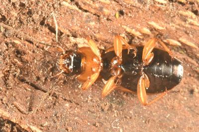 <i>Badister bullatus</i>